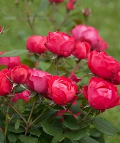 Fast Growing Trees Roses Oso Easy® Double Red Rose