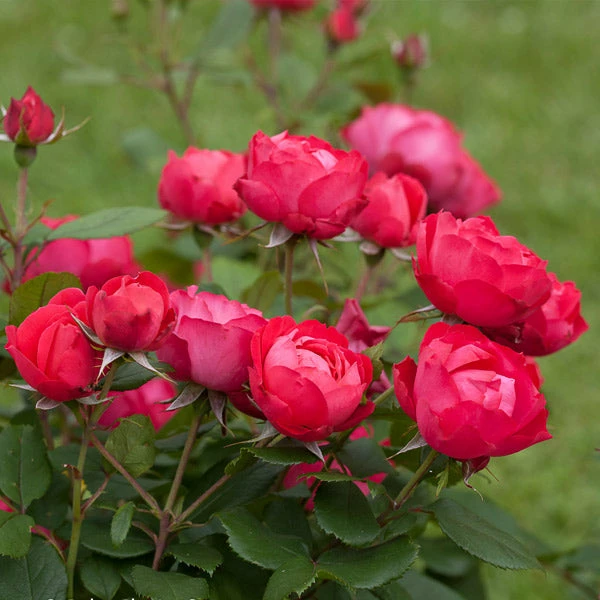Fast Growing Trees Roses Oso Easy® Double Red Rose 3 Fast Growing Trees Roses Oso Easy® Double Red Rose