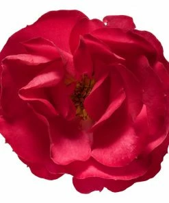 Fast Growing Trees Roses Oso Easy® Double Red Rose 10 Fast Growing Trees Roses Oso Easy® Double Red Rose