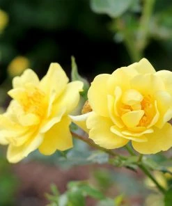 Fast Growing Trees Roses Oso Easy® Lemon Zest Rose 7 Fast Growing Trees Roses Oso Easy® Lemon Zest Rose