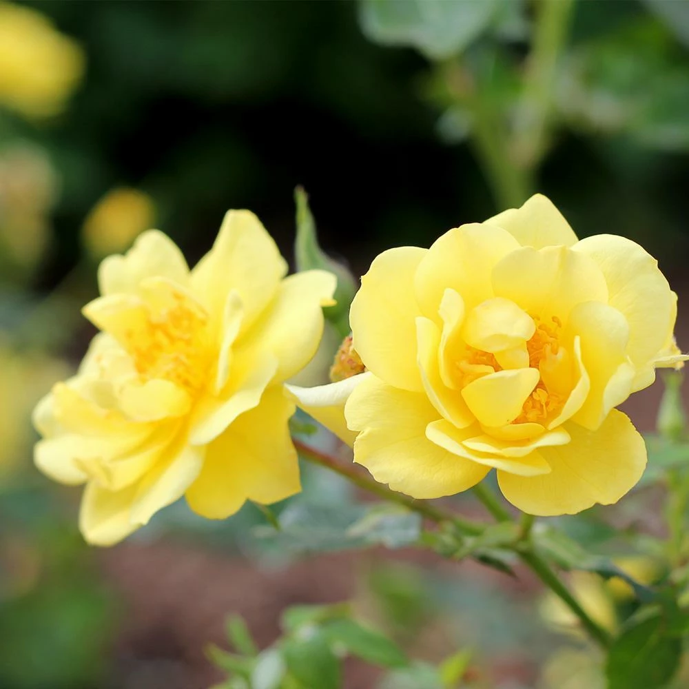 Fast Growing Trees Roses Oso Easy® Lemon Zest Rose 4 Fast Growing Trees Roses Oso Easy® Lemon Zest Rose