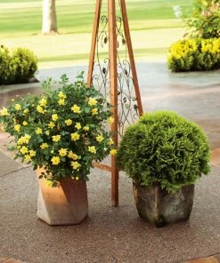 Fast Growing Trees Roses Oso Easy® Lemon Zest Rose 8 Fast Growing Trees Roses Oso Easy® Lemon Zest Rose