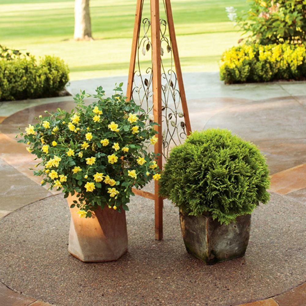 Fast Growing Trees Roses Oso Easy® Lemon Zest Rose 5 Fast Growing Trees Roses Oso Easy® Lemon Zest Rose