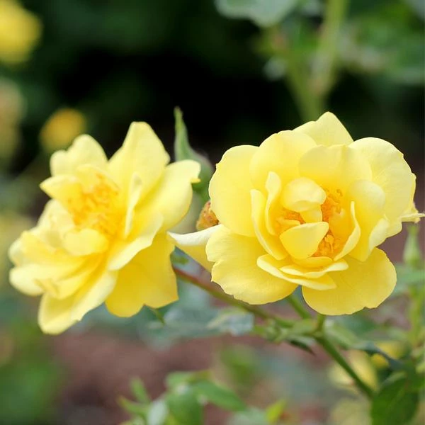 Fast Growing Trees Roses Oso Easy® Lemon Zest Rose 3 Fast Growing Trees Roses Oso Easy® Lemon Zest Rose