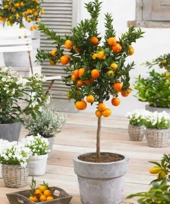 Fast Growing Trees Owari Satsuma Mandarin Tree Citrus Trees