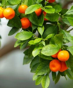 Fast Growing Trees Owari Satsuma Mandarin Tree Citrus Trees