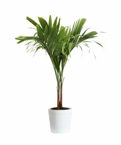 Fast Growing Trees Christmas Palm Palm Trees