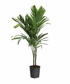 Fast Growing Trees Christmas Palm Palm Trees