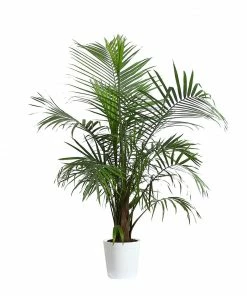 Fast Growing Trees Majesty Palm Tree