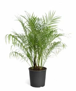 Fast Growing Trees Pygmy Date Palm