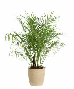 Fast Growing Trees Pygmy Date Palm