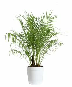 Fast Growing Trees Pygmy Date Palm