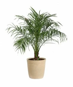 Fast Growing Trees Pygmy Date Palm