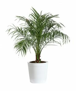 Fast Growing Trees Pygmy Date Palm