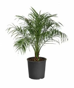 Fast Growing Trees Pygmy Date Palm