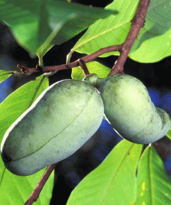 Fast Growing Trees Shade Lovers Paw Paw Tree