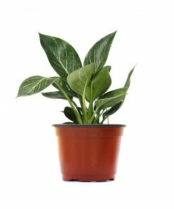 Fast Growing Trees Birkin Philodendron Plant