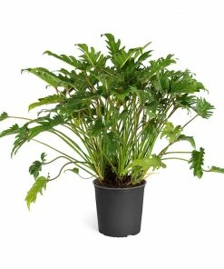 Fast Growing Trees Xanadu Philodendron 'Winterbourn' Plant Carefree House Plants