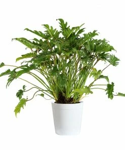 Fast Growing Trees Xanadu Philodendron 'Winterbourn' Plant Carefree House Plants