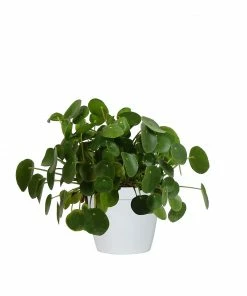 Fast Growing Trees Pilea Peperomioides (Pancake Plant) Pet Friendly House Plants