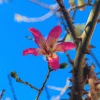 Fast Growing Trees Pink Flowers Pink Silk Floss Tree