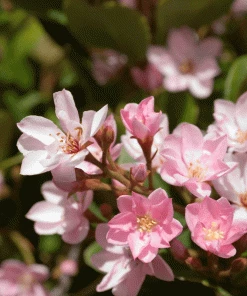 Fast Growing Trees Pinkie Indian Hawthorn Shrub