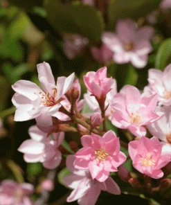 Fast Growing Trees Pinkie Indian Hawthorn Shrub
