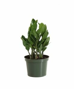 Fast Growing Trees ZZ Plant Low Light House Plants