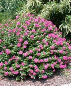 Fast Growing Trees Crape Myrtles Pocomoke Crape Myrtle