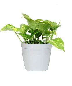 Fast Growing Trees Air Purifying House Plants Golden Pothos 15 Fast Growing Trees Air Purifying House Plants Golden Pothos