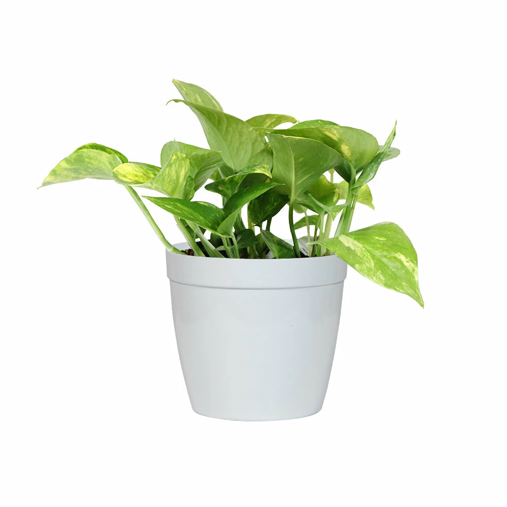 Fast Growing Trees Air Purifying House Plants Golden Pothos 9 Fast Growing Trees Air Purifying House Plants Golden Pothos