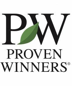 Fast Growing Trees Fine Line® Buckthorn Shrub