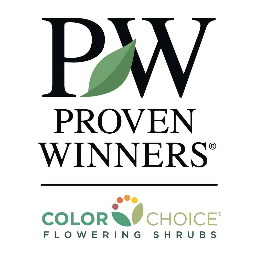 Fast Growing Trees Roses Oso Easy® Lemon Zest Rose 6 Fast Growing Trees Roses Oso Easy® Lemon Zest Rose