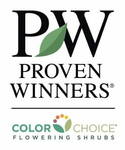 Fast Growing Trees Bloomerang® Lilac Shrub 13 Fast Growing Trees Bloomerang® Lilac Shrub