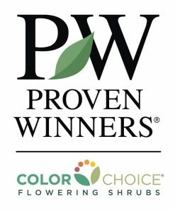 Fast Growing Trees See All Shrubs & Hedges Miss Molly Butterfly Bush