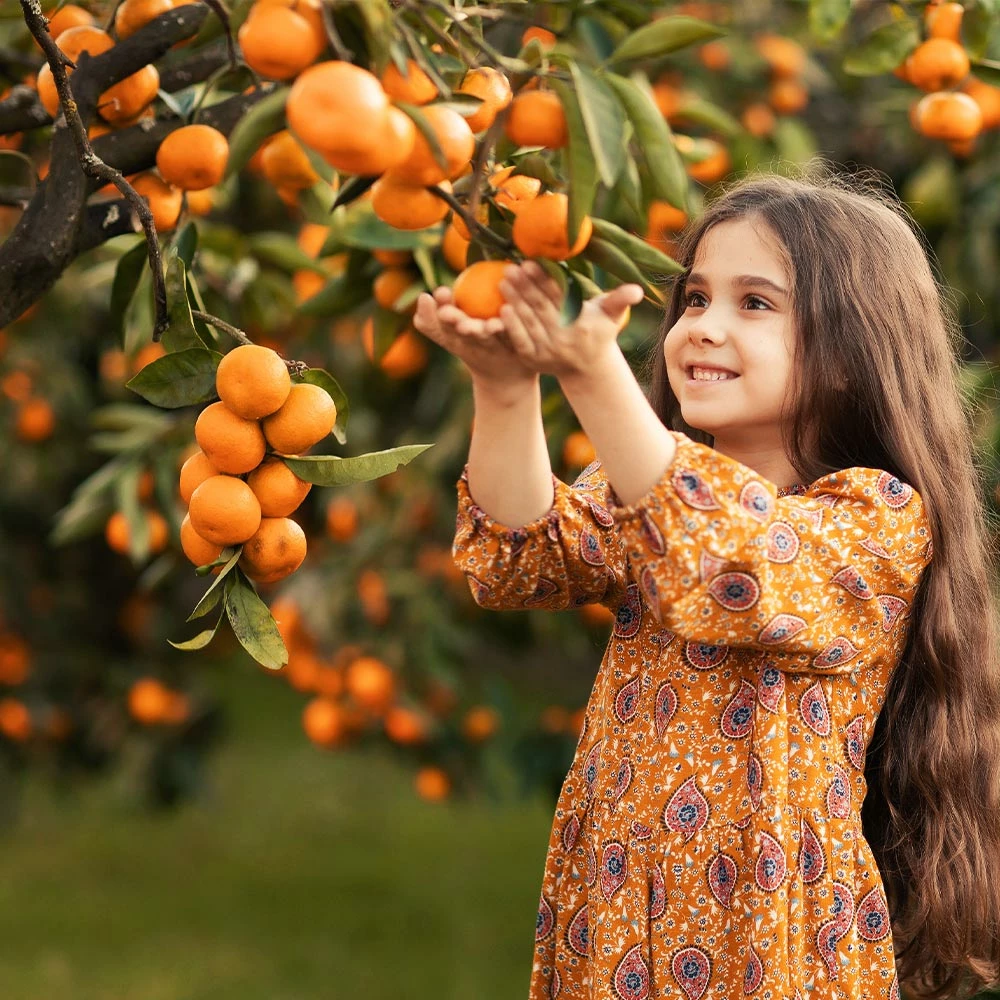 Fast Growing Trees Page Mandarin Tree 4 Fast Growing Trees Page Mandarin Tree