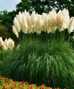 Fast Growing Trees Ornamental Grasses Pampas Grass