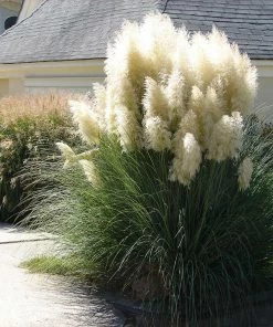 Fast Growing Trees Ornamental Grasses Pampas Grass