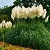 Fast Growing Trees Ornamental Grasses Pampas Grass