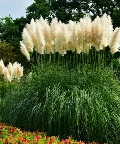 Fast Growing Trees Ornamental Grasses Pampas Grass