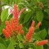Fast Growing Trees See All Flowering Trees Orange Shrimp Plant