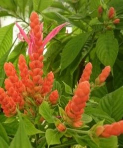 Fast Growing Trees See All Flowering Trees Orange Shrimp Plant