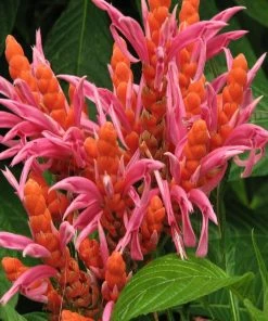 Fast Growing Trees See All Flowering Trees Orange Shrimp Plant 8 Fast Growing Trees See All Flowering Trees Orange Shrimp Plant