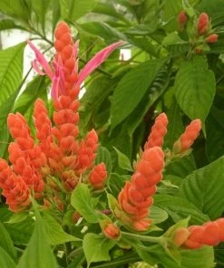 Fast Growing Trees See All Flowering Trees Orange Shrimp Plant 9 Fast Growing Trees See All Flowering Trees Orange Shrimp Plant