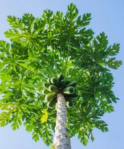 Fast Growing Trees Papaya Tree See All Fruit Trees