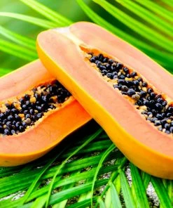 Fast Growing Trees Papaya Tree See All Fruit Trees