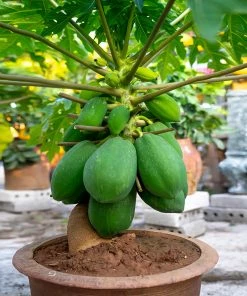 Fast Growing Trees Avocado Trees Smoothie Kit 16 Fast Growing Trees Avocado Trees Smoothie Kit