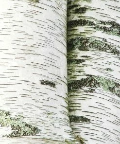 Fast Growing Trees Birch Trees White Birch Tree