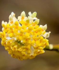 Fast Growing Trees Oriental Paperbush Shrub