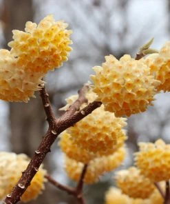 Fast Growing Trees Oriental Paperbush Shrub